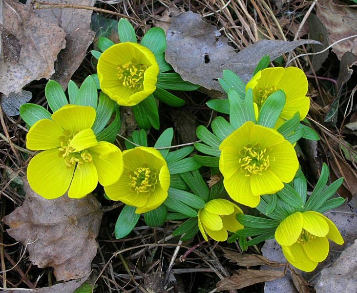 Eranthis hyemalis / Pie'' di gallo